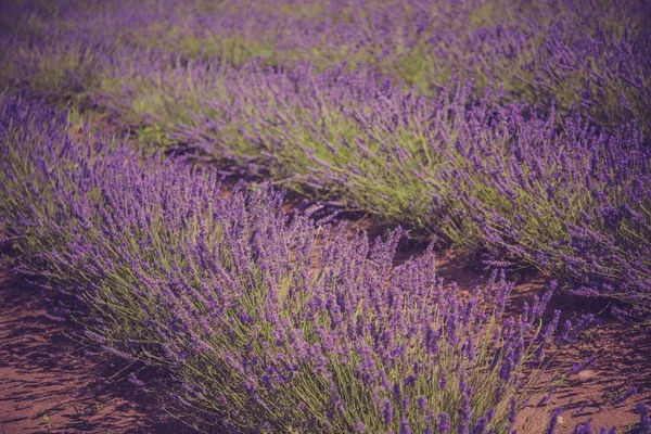 Güzel lavanta alan — Stok fotoğraf