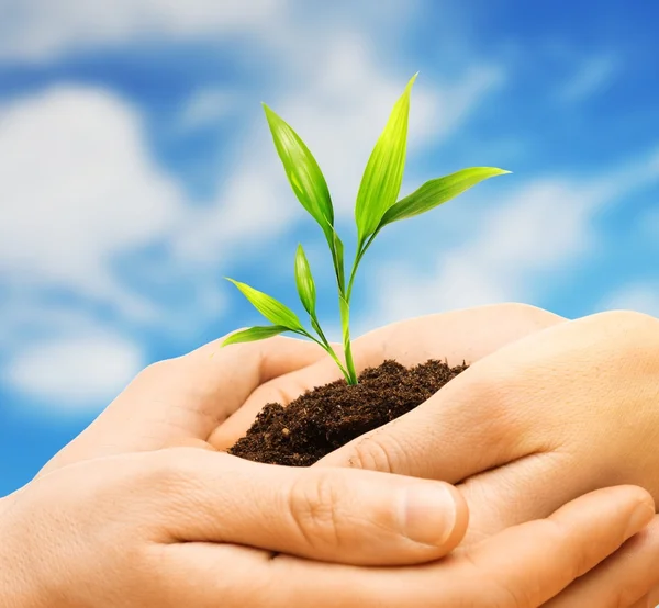 Menselijke handen met aarde met planten ontkiemen tegen blauwe hemel — Stockfoto