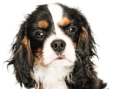 Cavalier King Charles Spaniel isolated on white background  clipart