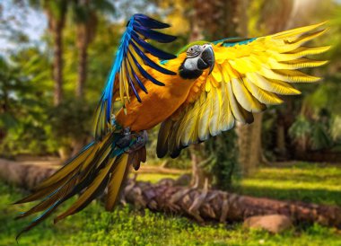 Beautiful colourful parrot over tropical background  clipart