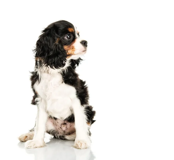 Şövalye Kral Charles Spaniel beyaz arka planda izole — Stok fotoğraf