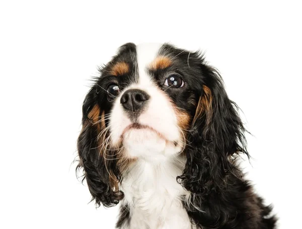 Cavalier King Charles Spaniel izolowany na białym tle — Zdjęcie stockowe