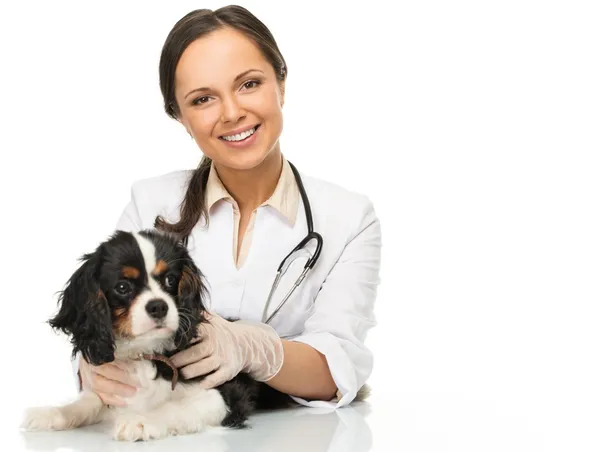 Young positive brunette veterinary woman with spaniel — Stock Photo, Image