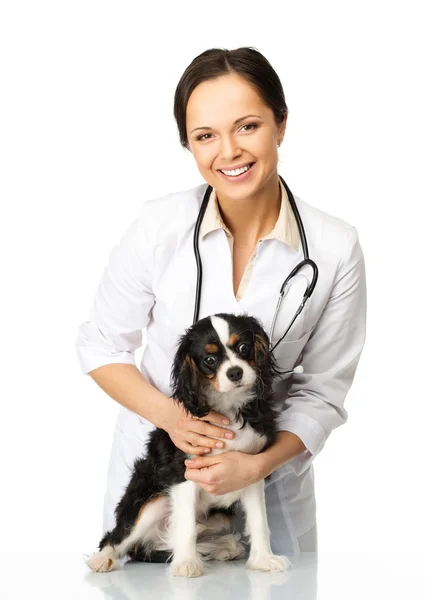 Joven morena positiva veterinaria con spaniel — Foto de Stock