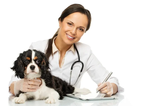 Jonge positieve brunette veterinaire vrouw met spaniel notities op tablet pc — Stockfoto