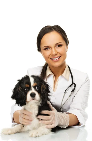 Unga positiva brunett veterinärmedicinska kvinna med spaniel — Stockfoto