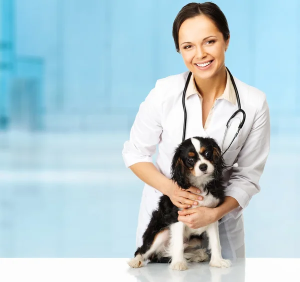 Jovem morena positiva veterinária mulher com spaniel — Fotografia de Stock