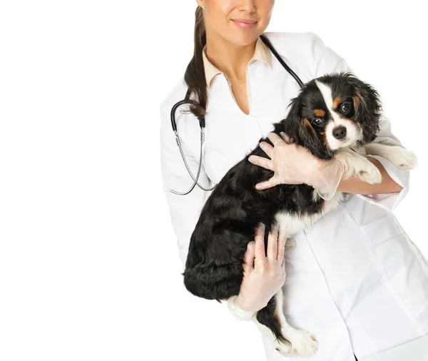 Jovem morena positiva veterinária mulher com spaniel — Fotografia de Stock