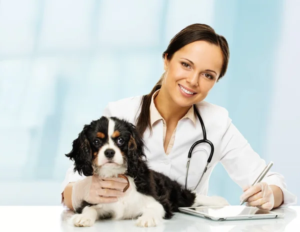 Jonge positieve brunette veterinaire vrouw met spaniel notities op tablet pc — Stockfoto