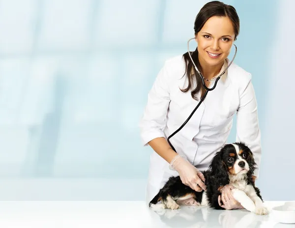 Young positive brunette veterinary woman holding spaniel with wounded leg — Stock Photo, Image