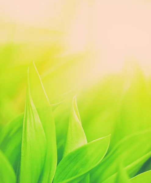 Fresh green grass close-up — Stock Photo, Image