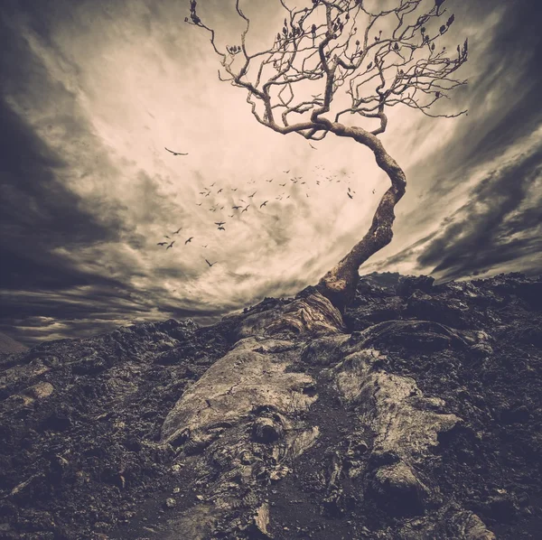 Cielo dramático sobre viejo árbol solitario — Foto de Stock