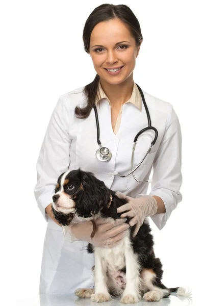 Unga positiva brunett veterinärmedicinska kvinna med spaniel — Stockfoto