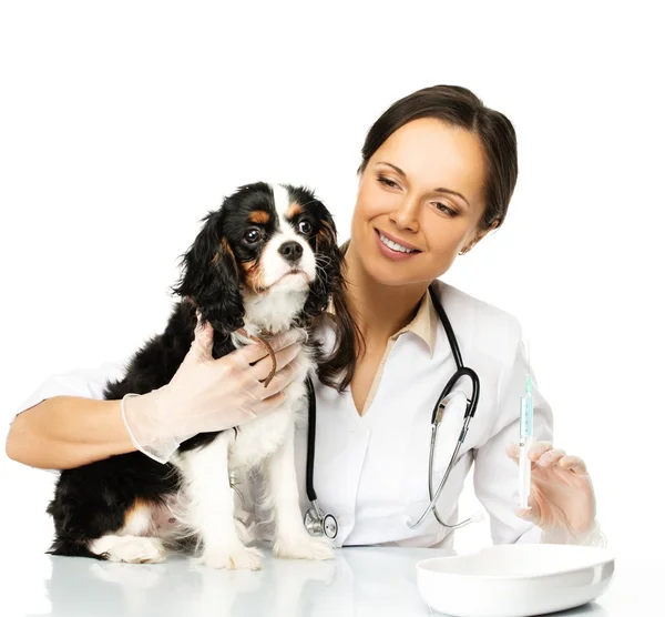 Jovem morena veterinária mulher com spaniel segurando seringa — Fotografia de Stock