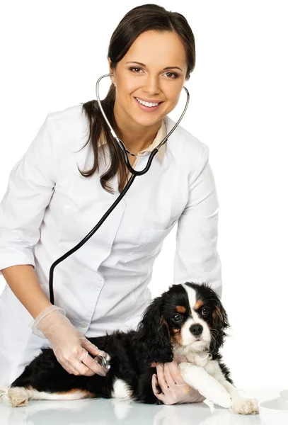 Jovem morena positiva veterinária segurando spaniel com perna ferida — Fotografia de Stock