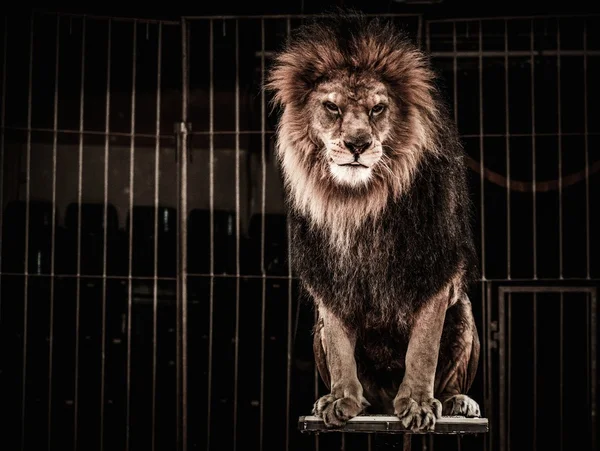 Lejon i en cirkus bur — Stockfoto