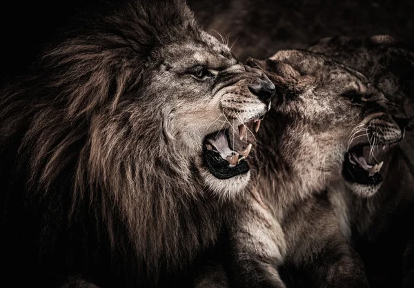 特写拍摄的咆哮狮和母狮 — 图库照片