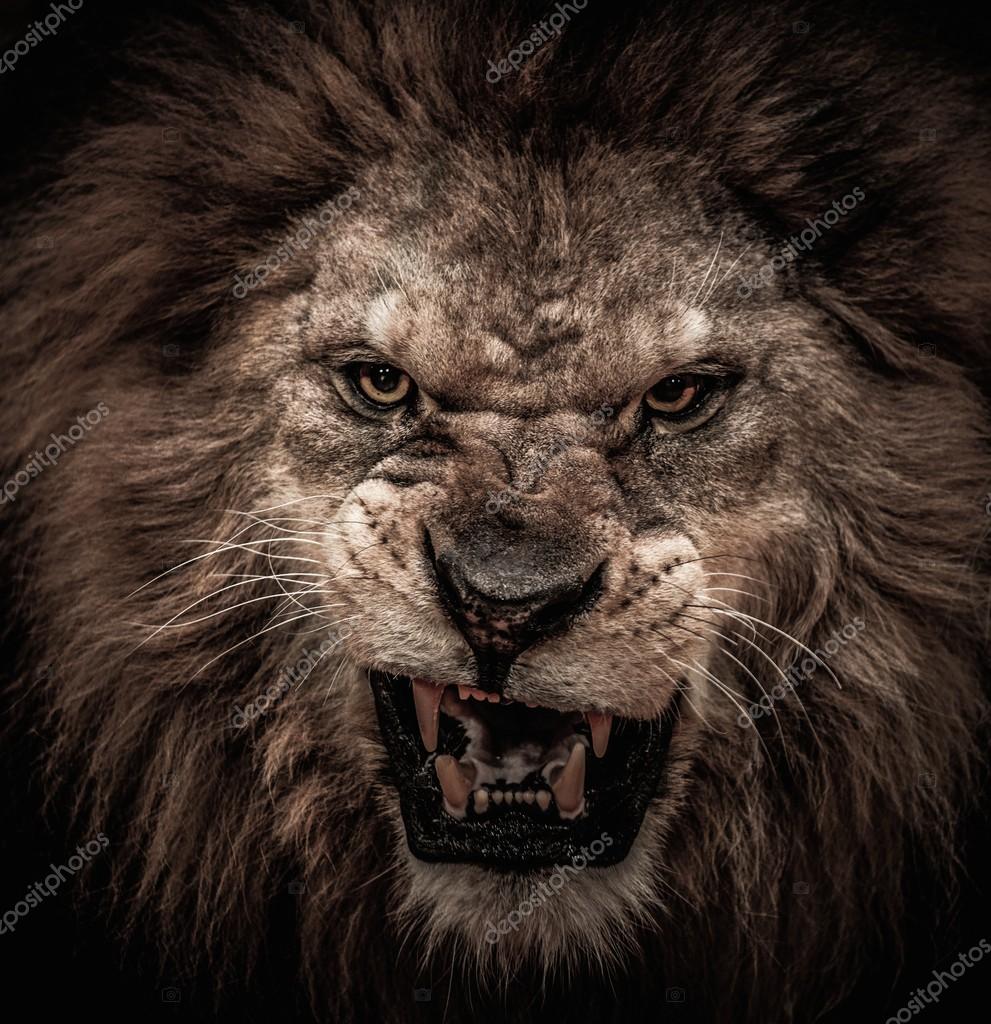 Lion En Colere Images Libres De Droit Photos De Lion En Colere Depositphotos Lion En Colere Images Libres De Droit Photos De Lion En Colere Depositphotos