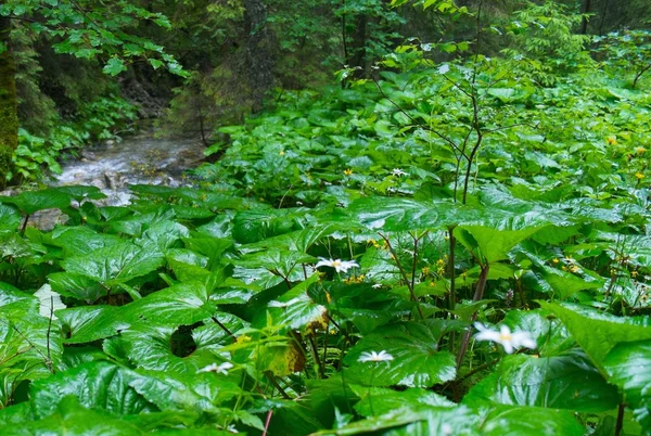 Rostliny v deštivé lese — Stock fotografie