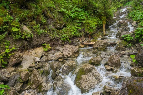 在树林中快速山区河流 — 图库照片