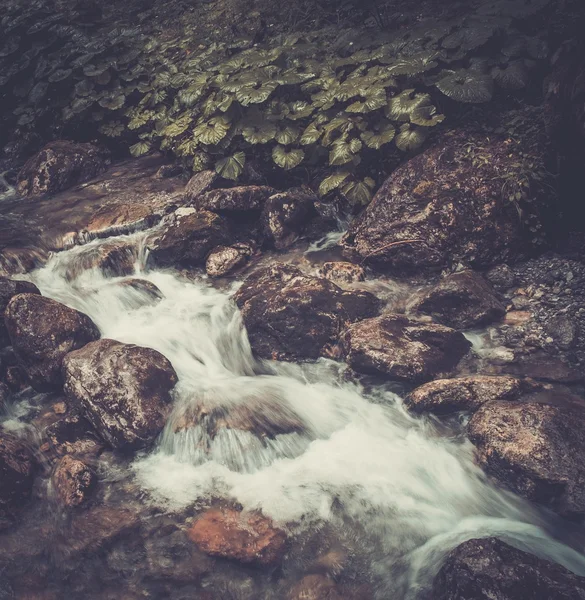 Rivière de montagne rapide dans une forêt — Photo