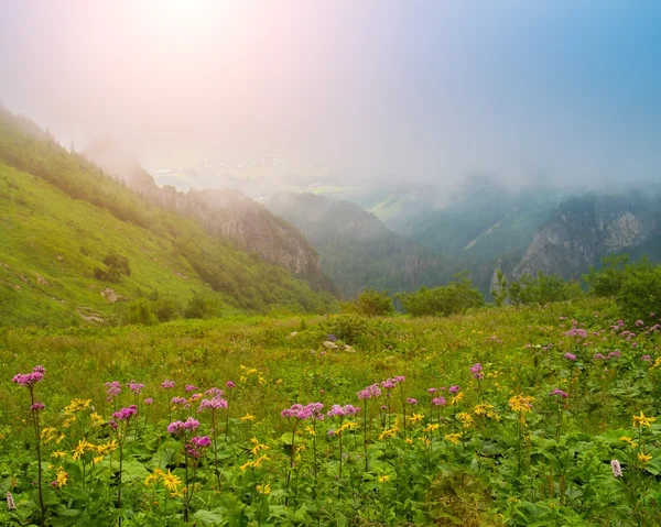 Flores contra hermosa vista a la montaña —  Fotos de Stock