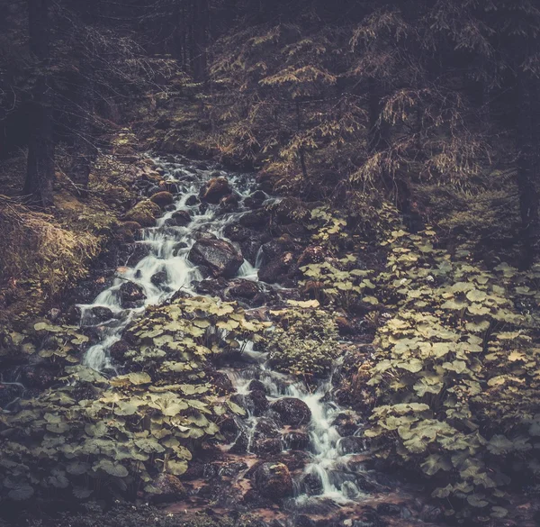 Río de montaña rápido en un bosque — Foto de Stock