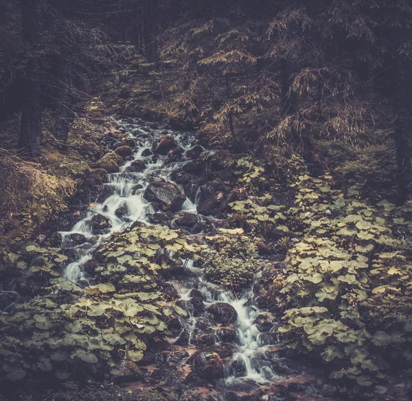 Río de montaña rápido en un bosque —  Fotos de Stock