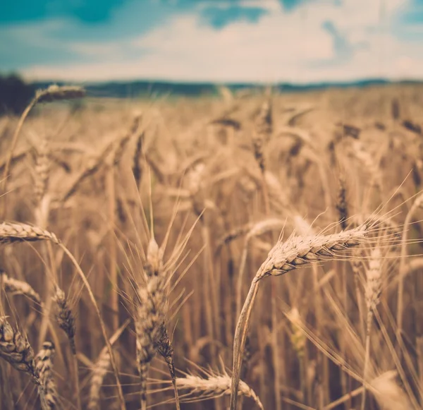 Vete fält sommardag — Stockfoto