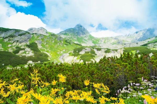 Bunga kuning dengan pemandangan gunung yang indah. — Stok Foto