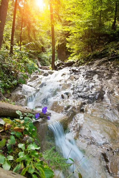 Rio rápido em uma floresta em Slovak Paradise, Eslováquia — Fotografia de Stock