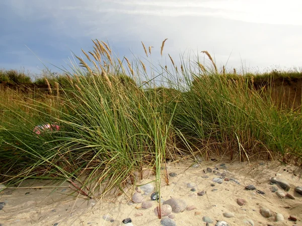 Het beeld van de klei kust met gras — Stockfoto