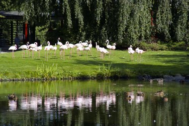 su, Flamingo paketi