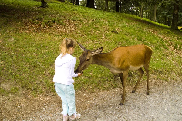 The girl feeds a gazelle — Stock Photo, Image
