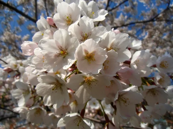 The image of the blossoming apple-tree — Stock Photo, Image