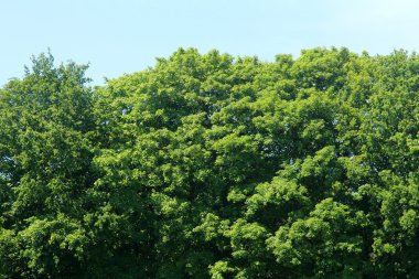 Bulutlar ve gökyüzü