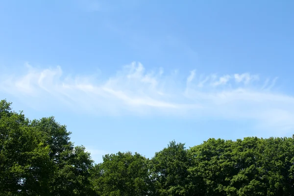 雲と木と空 — ストック写真