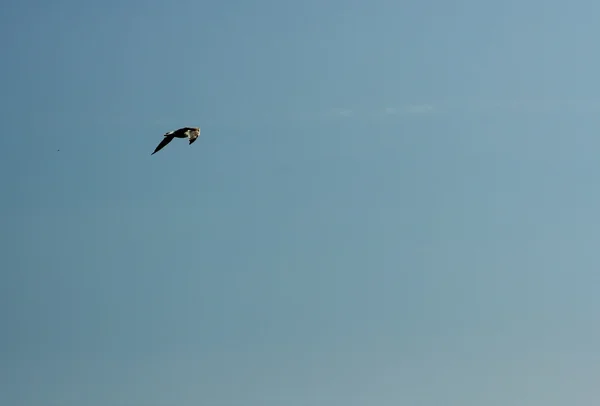 Mavi gökyüzünde küçük kuş — Stok fotoğraf