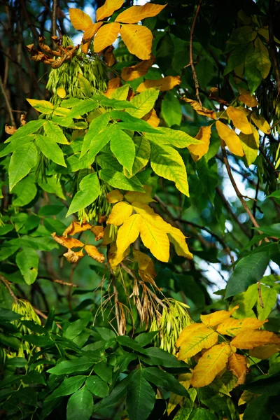 Retrato de árbol con hojas verdes y amarillas —  Fotos de Stock