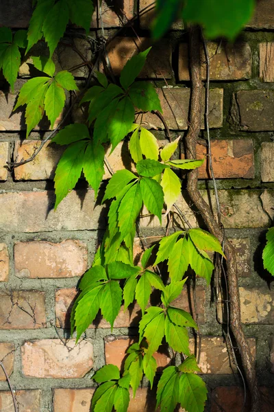 Portret van muur met groene planten — Stockfoto