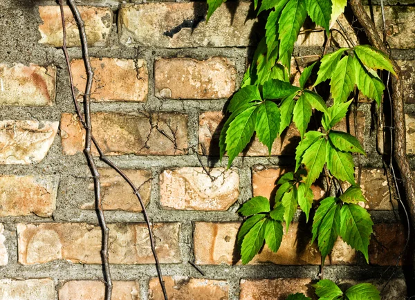 Portret van muur met groene planten — Stockfoto