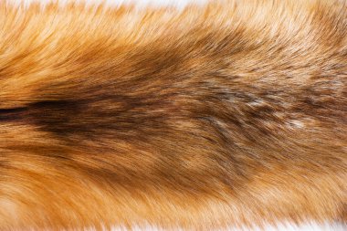 Portrait of beautiful fox skin clipart