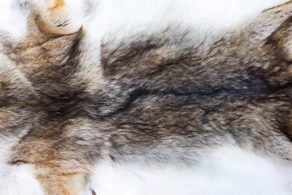 Ritratto di bella pelle di volpe — Foto Stock