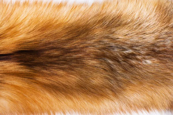 Portret van prachtige fox huid — Stockfoto