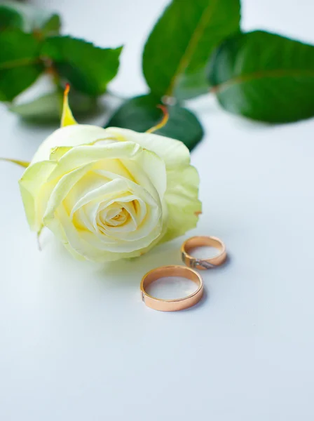 Krásné bílé růže a dva zlaté snubní prsteny — Stock fotografie