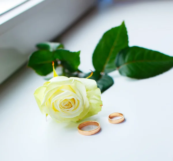 Bílé růže a dva zlaté prsteny — Stock fotografie