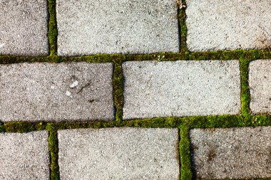 moss ile eski gri kaldırım taşı