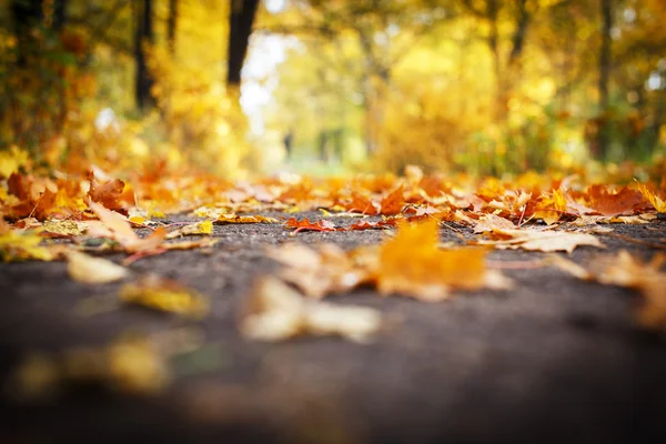 Blurry picture of orange leaves on the ground — Stock Photo, Image