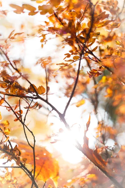 Güneşli anlık görüntüsünü rowan sonbahar dallar — Stok fotoğraf