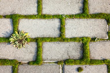 moss inbetween ile döşenmiş Arnavut kaldırımı Taş döşeme